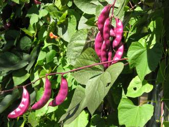Beans growing on wall in Paca House Garden
